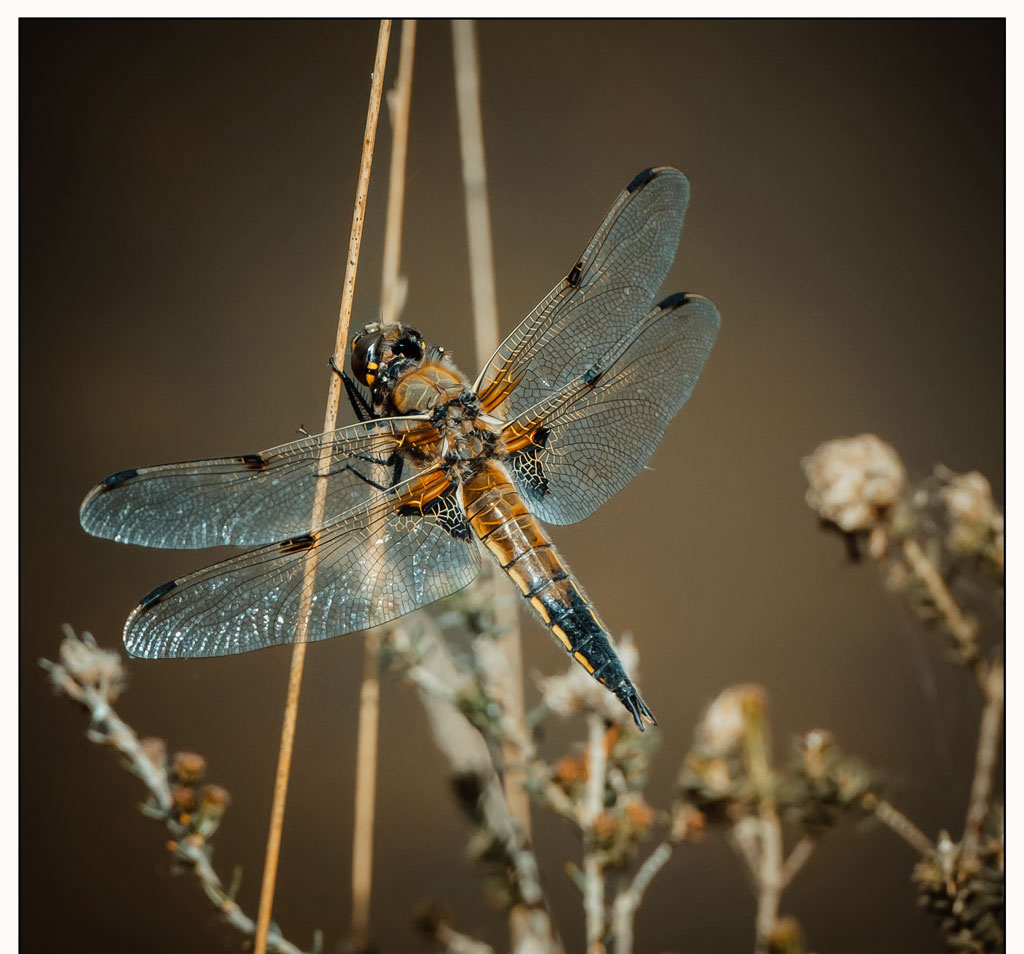 Brown Dragonfly